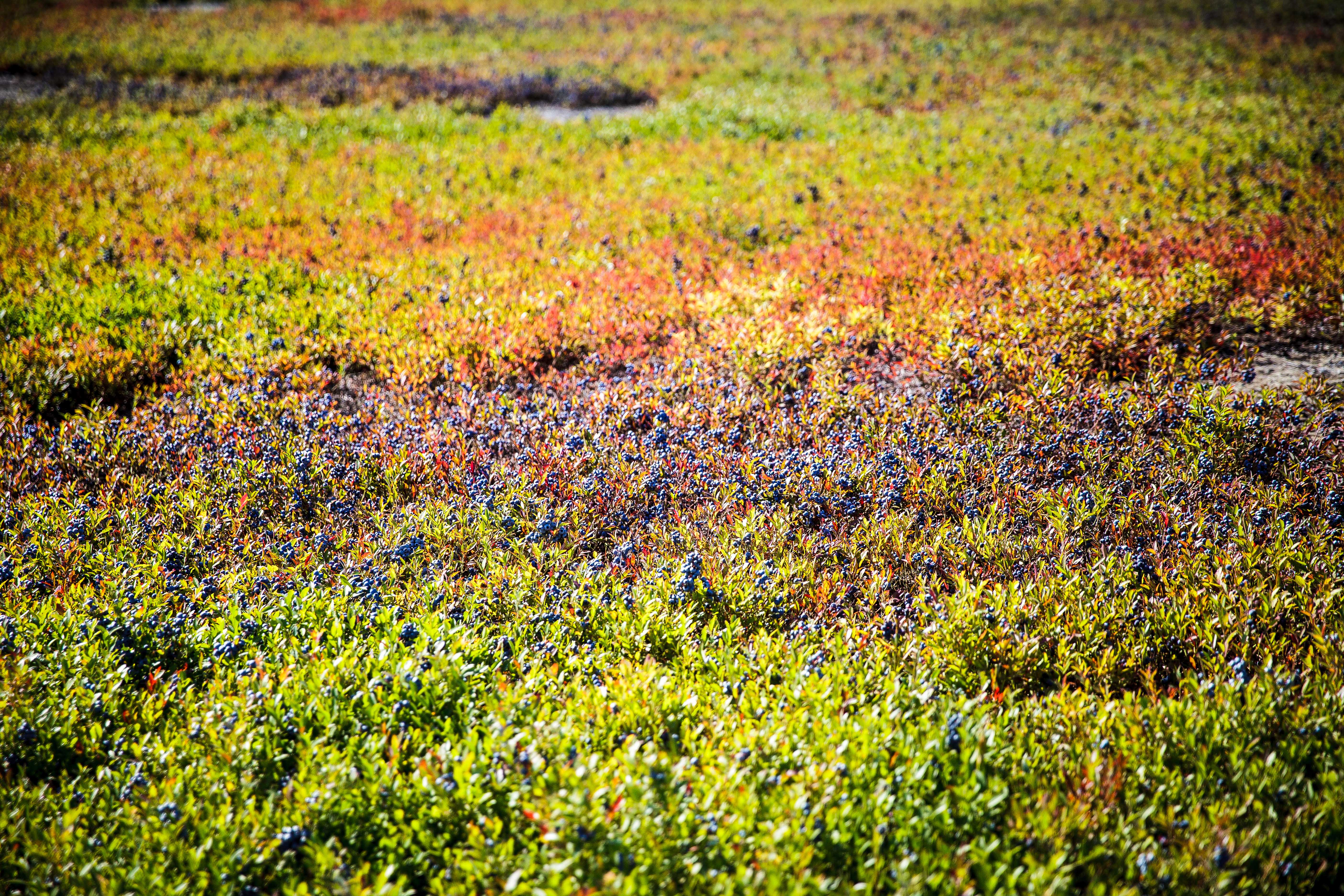 Wilde Blaubeeren Wild blueberry fields Sträucher Heidelbeeren Kanada