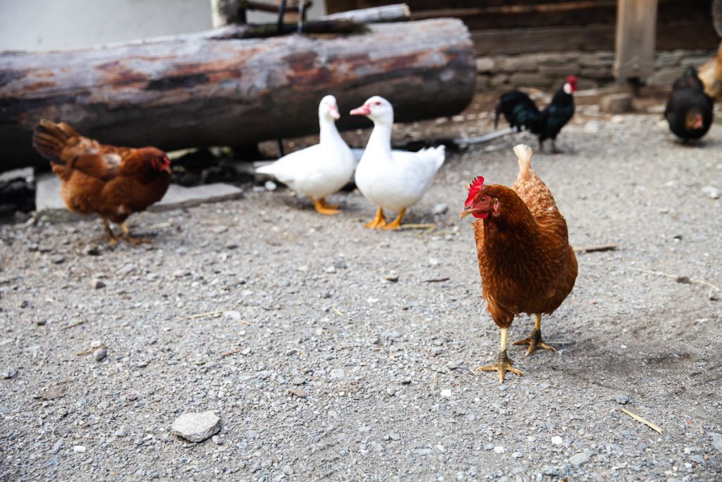 Meetmerano Meraner Land erleben Erlebnis Bauernhof Gasthof Erdaepfelnudeln Rezept Suedtiroler Kueche huehner