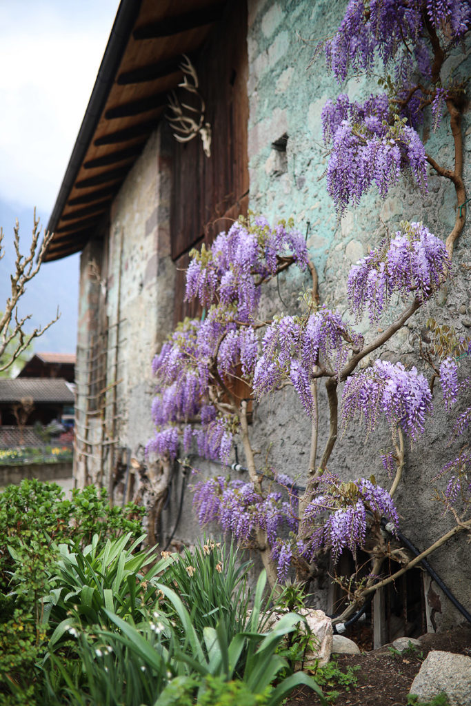 wisteria lana suedtirol reisetipp zuckerzimtundliebe