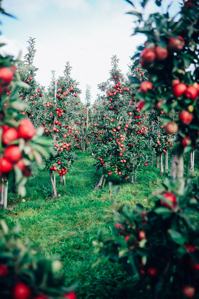 Apfelhof Jork Altes Land Edeka Regional apple picking red prince apfel