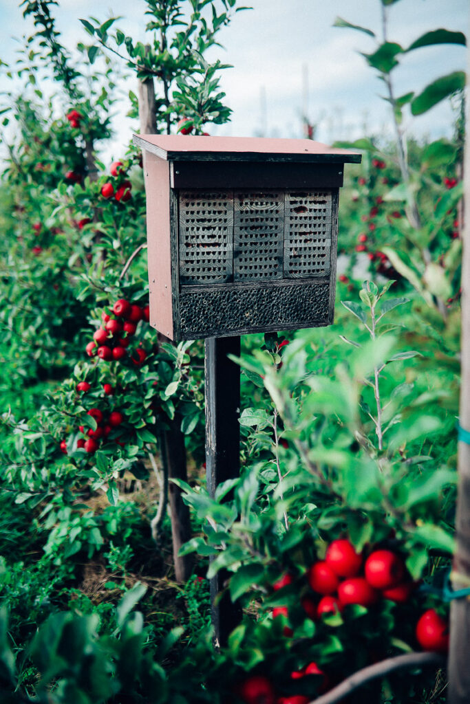 Apfelhof Jork Altes Land Edeka Regional apple picking red prince apfel