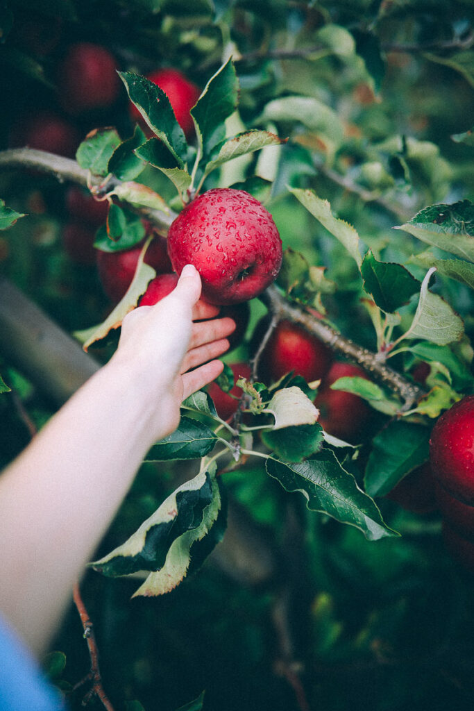 Apfelhof Jork Altes Land Edeka Regional apple picking red prince apfel