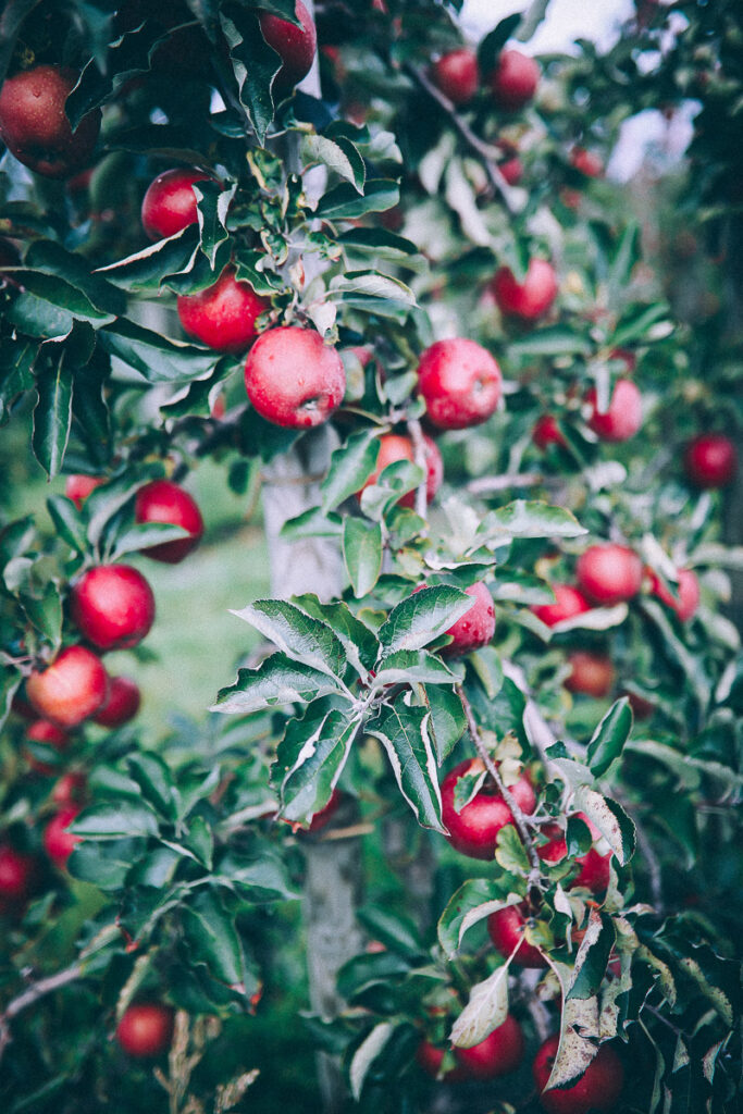 Apfelhof Jork Altes Land Edeka Regional apple picking red prince apfel