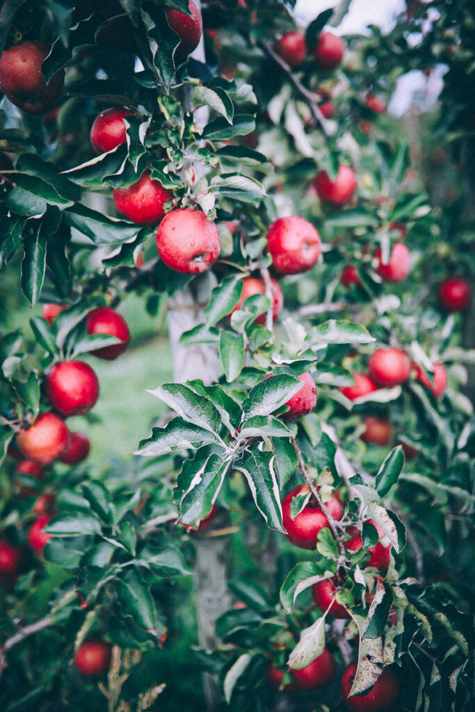 Altes Land Apfel Red Jonaprince