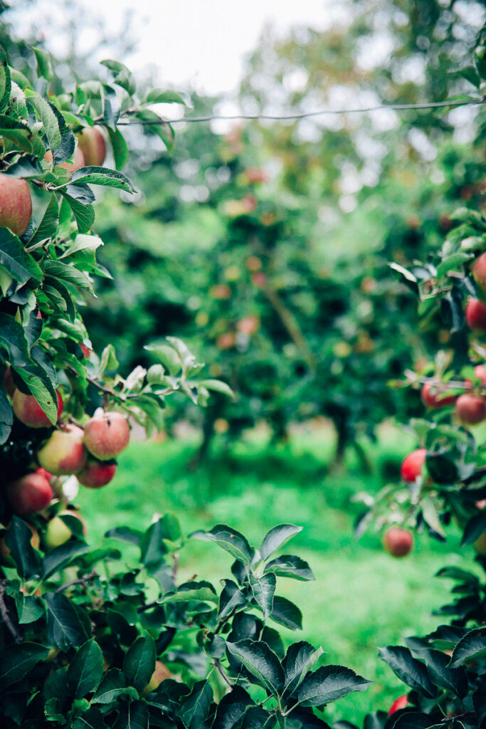 Apfelhof Jork Altes Land Edeka Regional apple picking red prince apfel