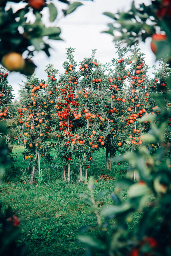 altes land apfelernte apple picking